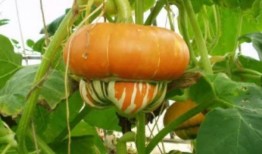 抖音新瓜最新爆料古茗,抖音最新爆料揭秘品牌背后故事