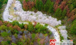 花亦山最新爆料,揭秘娱乐圈幕后真相